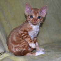 Red Hot Chili - Devon Rex kenel