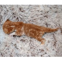 Red Hot Chili - Devon Rex kenel